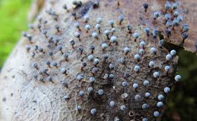 Attēlu rezultāti vaicājumam “Diderma crustaceum spores”