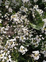 Attēlu rezultāti vaicājumam “Cardaminopsis arenosa leaf”