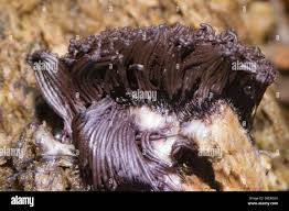 Attēlu rezultāti vaicājumam “Stemonitis flavogenita macro”