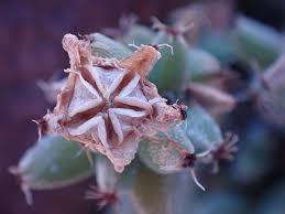 Attēlu rezultāti vaicājumam “Trichia scabra sessile”