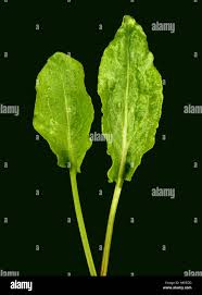 Attēlu rezultāti vaicājumam “Rumex acetosa leaf”