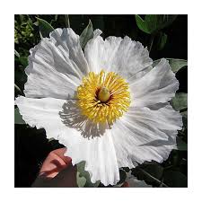 Image result for Romneya coulteri