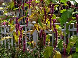 Attēlu rezultāti vaicājumam “Lycogala persicum”
