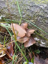 Attēlu rezultāti vaicājumam “Neobulgaria pura”