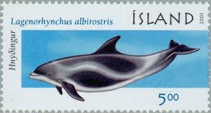 Image result for Lagenorhynchus albirostris