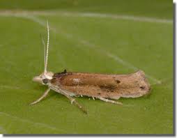 Attēlu rezultāti vaicājumam “Ypsolopha parenthesella”