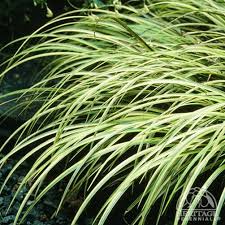 Attēlu rezultāti vaicājumam “Cychramus variegatus”