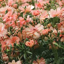 Attēlu rezultāti vaicājumam “Ranunculus elatior”