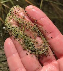 Image result for Utricularia