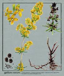 Attēlu rezultāti vaicājumam “Galium schultesii flower”