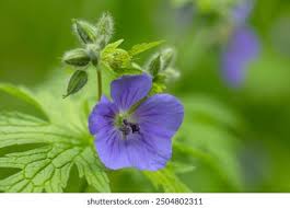 Attēlu rezultāti vaicājumam “Geranium pratense bud”