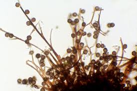 Attēlu rezultāti vaicājumam “Lamproderma sp.”