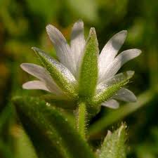 Attēlu rezultāti vaicājumam “Craterium minutum cf. var. brunneum stalked”