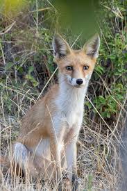 Attēlu rezultāti vaicājumam “Vulpes vulpes  juvenile”