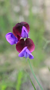 Attēlu rezultāti vaicājumam “Pisum sativum flower”