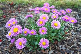 Image result for Aster alpinus