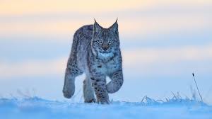 Afbeeldingsresultaat voor lynx