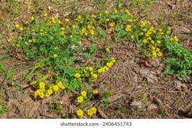 Attēlu rezultāti vaicājumam “Potentilla arenaria bud”
