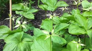 Attēlu rezultāti vaicājumam “Paris quadrifolia”