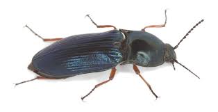 Attēlu rezultāti vaicājumam “Selatosomus aeneus”