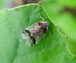 Attēlu rezultāti vaicājumam “Cixiidae”