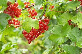 Attēlu rezultāti vaicājumam “Ribes rubrum fruit”