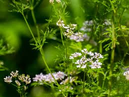 Image result for Koriander