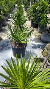 Attēlu rezultāti vaicājumam “Conardia compacta macro”