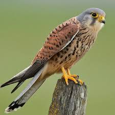 Attēlu rezultāti vaicājumam “Falco tinnunculus”