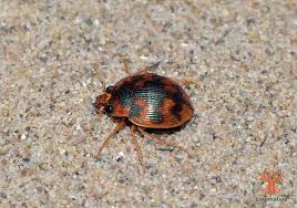 Attēlu rezultāti vaicājumam “Omophron limbatum”