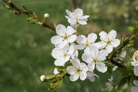 Attēlu rezultāti vaicājumam “Padus avium flower”