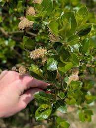 Attēlu rezultāti vaicājumam “Salix myrsinifolia male flower”