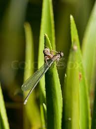 Attēlu rezultāti vaicājumam “Xysticus ulmi”