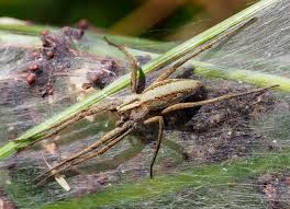 Attēlu rezultāti vaicājumam “Pisaura mirabilis female”