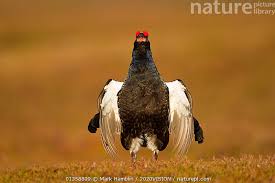 Image result for Tetrao tetrix