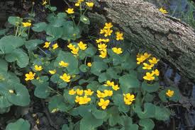 Attēlu rezultāti vaicājumam “Caltha palustris leaf”