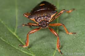 Attēlu rezultāti vaicājumam “Pinthaeus sanguinipes”