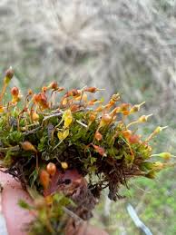 Attēlu rezultāti vaicājumam “Funaria hygrometrica sporophyte”