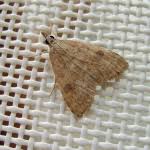 Attēlu rezultāti vaicājumam “Udea fulvalis”