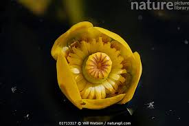 Attēlu rezultāti vaicājumam “Nuphar lutea flower”