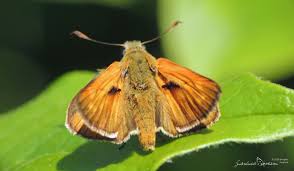 Attēlu rezultāti vaicājumam “Ochlodes sylvanus underside”