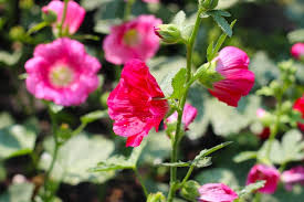 Image result for Alcea (althaea) rosea