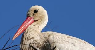 Attēlu rezultāti vaicājumam “Ciconia ciconia adult”