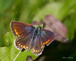 Attēlu rezultāti vaicājumam “Polyommatus icarus”