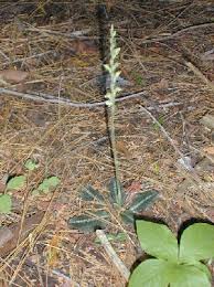 Attēlu rezultāti vaicājumam “Goodyera repens bud”