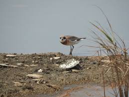 Image result for Charadrius mongolus