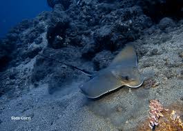 Image result for Myliobatis aquila