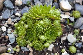 Attēlu rezultāti vaicājumam “Jovibarba globifera flower”