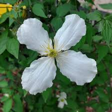 Attēlu rezultāti vaicājumam “Libanotis montana flower”