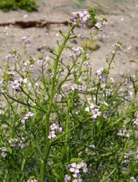 Attēlu rezultāti vaicājumam “Cakile maritima subsp. baltica flower”
